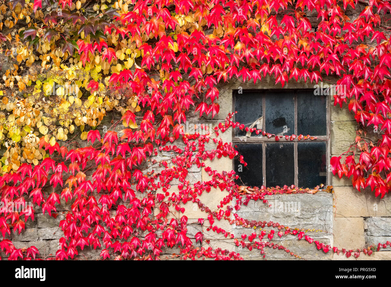 Rote und gelbe Efeu an der Wand eines Peak District Scheune Stockfotografie  - Alamy