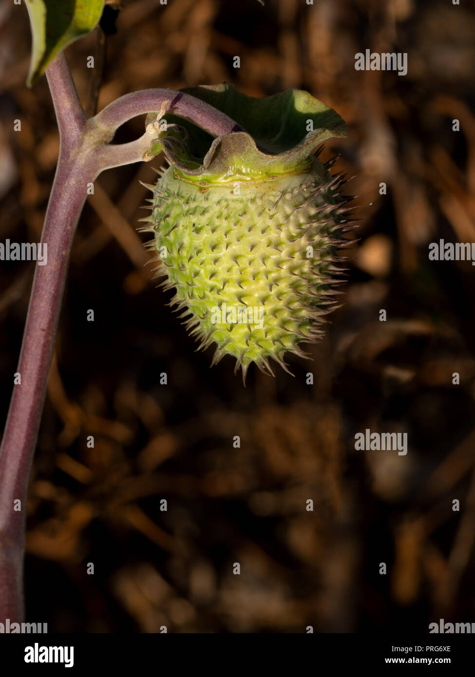 Stechapfel Blüte seedhand im Herbst Sonne. Spikey, Spitzen und giftig, sondern schön. Aka Teufel Trompete. Stockfoto