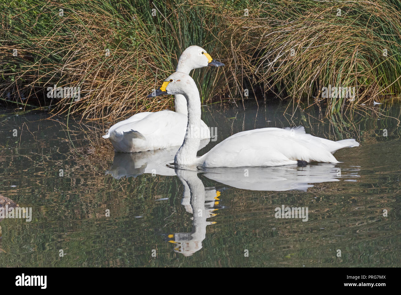 Zwergschwäne (Cygnus columbianus bewickii) Stockfoto