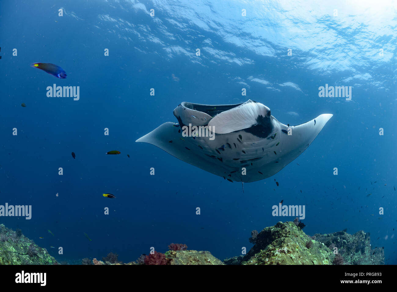 Manta Ray bei Hin Daeng Stockfoto