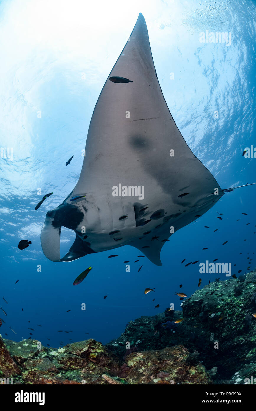 Manta Ray bei Hin Daeng Stockfoto