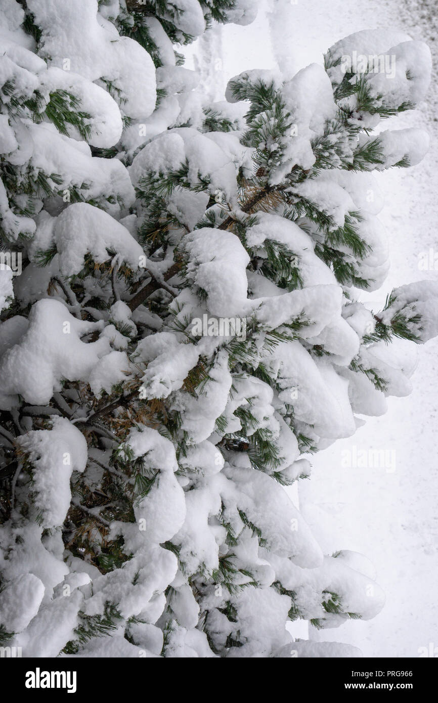 Schneit pine Sträucher Calgary, Alberta Kanada Stockfoto