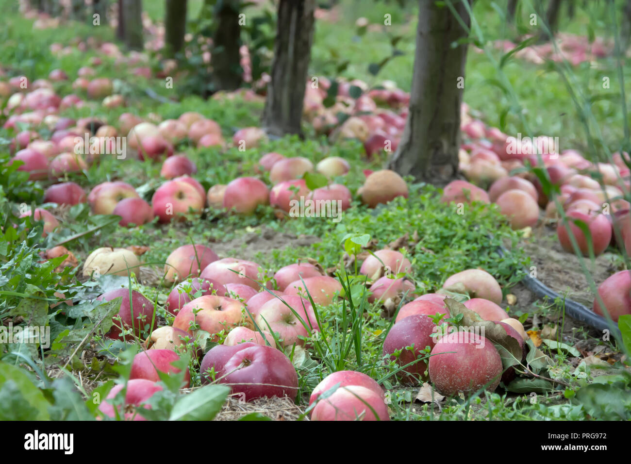 Windschlag der Äpfel in einem Herbst orchard Stockfoto