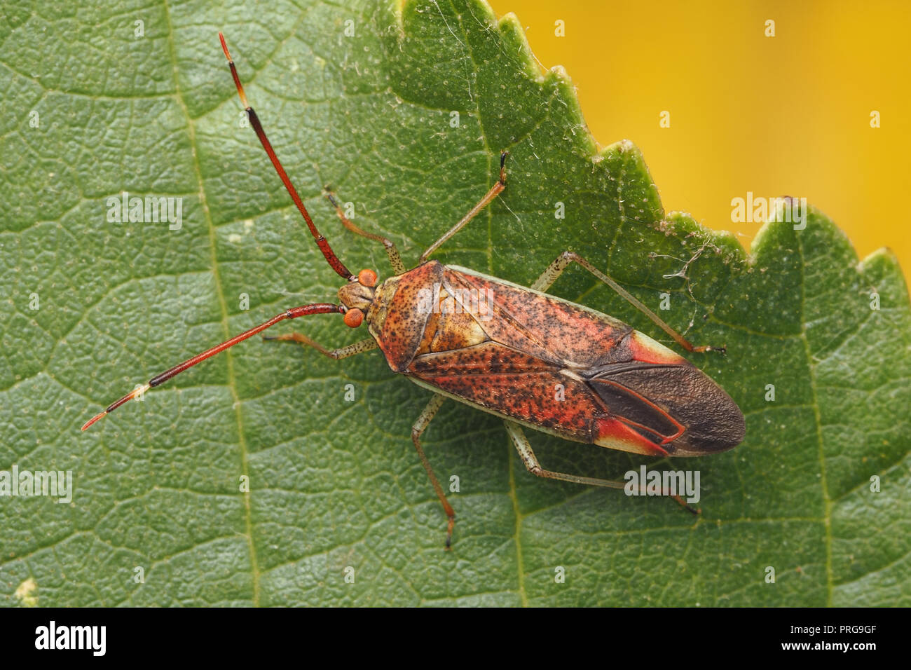 Pantilius tunicatus mirid Bug ruht auf Erle Blatt. Tipperary, Irland Stockfoto