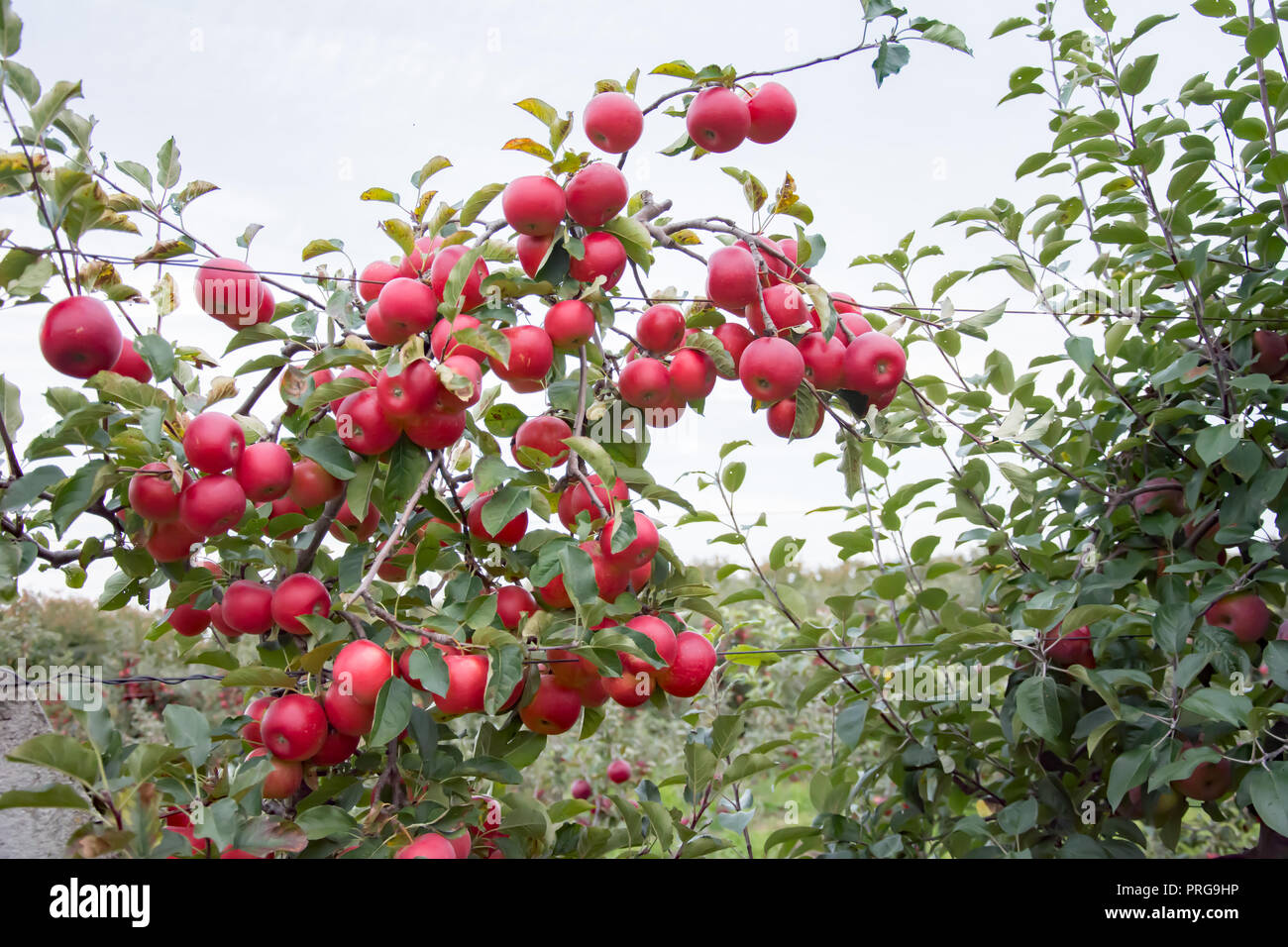 Apple tree mit mit viel reife, rote Früchte von Apple abgedeckt Stockfoto