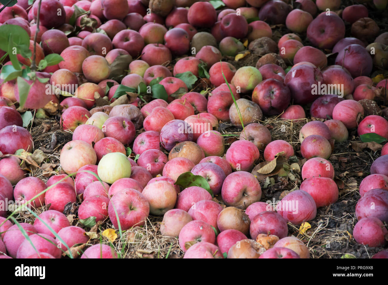 Windschlag der roten und gelben, einige faule Äpfel auf dem Boden liegend in einem Obstgarten Stockfoto