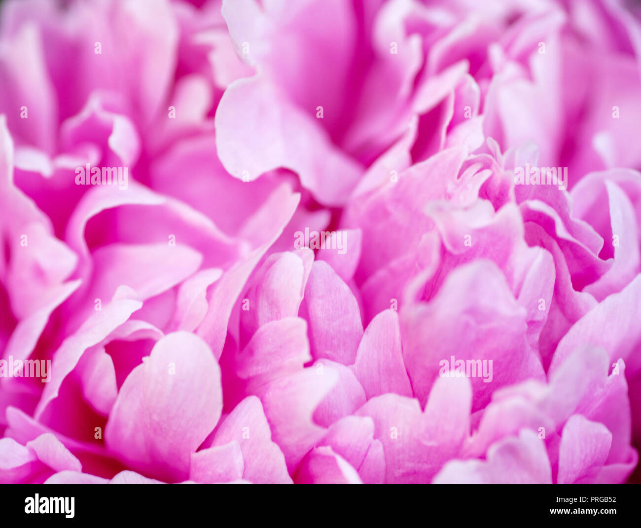 Schöne rosa Pfingstrose Nahaufnahme Stockfoto