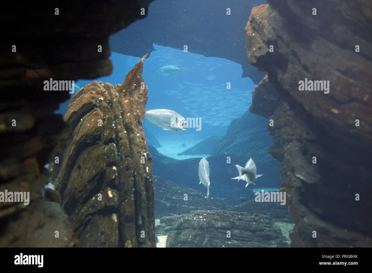 Aquarium Dorade Brassen wideview Stockfoto