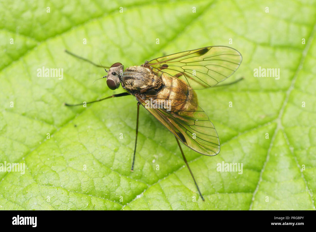 Schwarz Snipefly weiblich (Chrysopilus cristatus) ruht auf Blatt. Tipperary, Irland Stockfoto