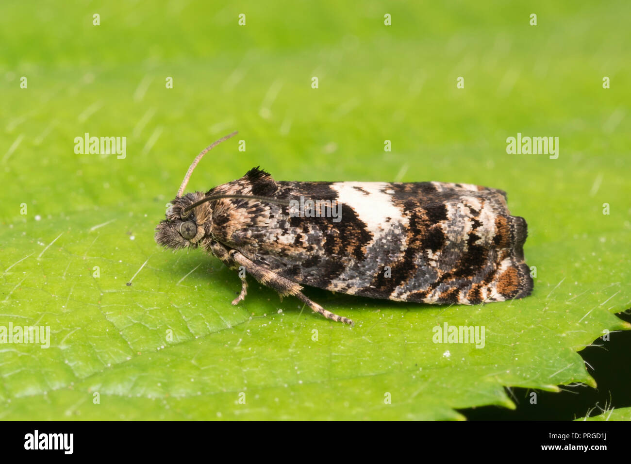 Epiblema sp Motte ruht auf dornbusch Blatt. Tipperary, Irland Stockfoto