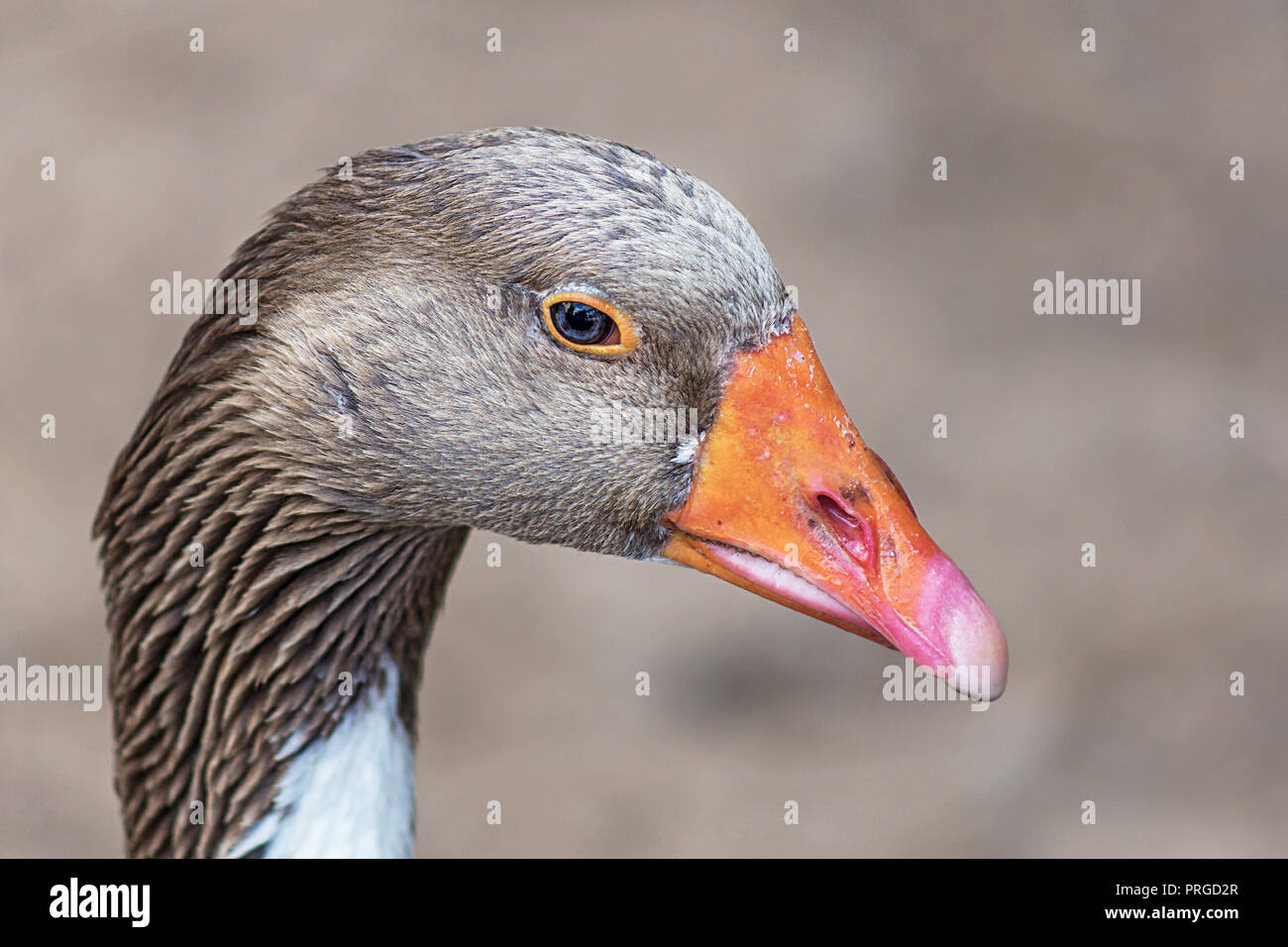 Ein Foto von einem Kopf geschossen von der atemberaubenden Graugans. Stockfoto