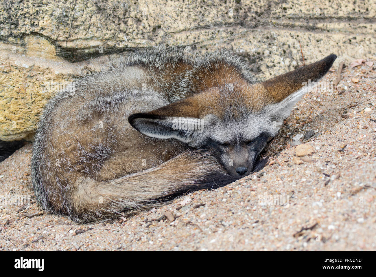 Bat-eared Fox (Otocyon Megalotis) schlafend zusammengerollt, beheimatet in der afrikanischen Savanne Stockfoto