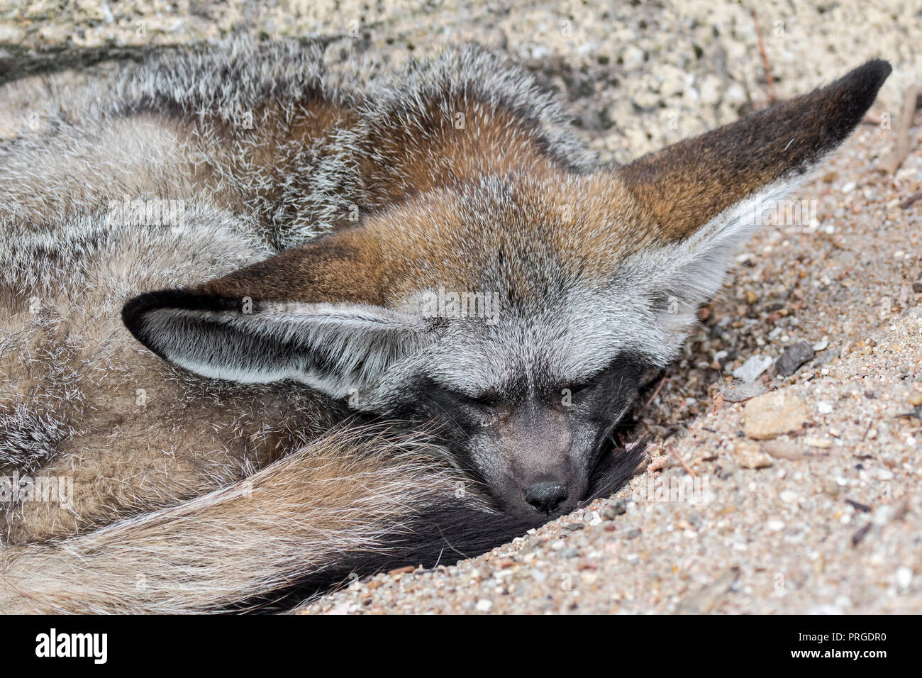 Bat-eared Fox (Otocyon Megalotis) schlafend zusammengerollt, beheimatet in der afrikanischen Savanne Stockfoto
