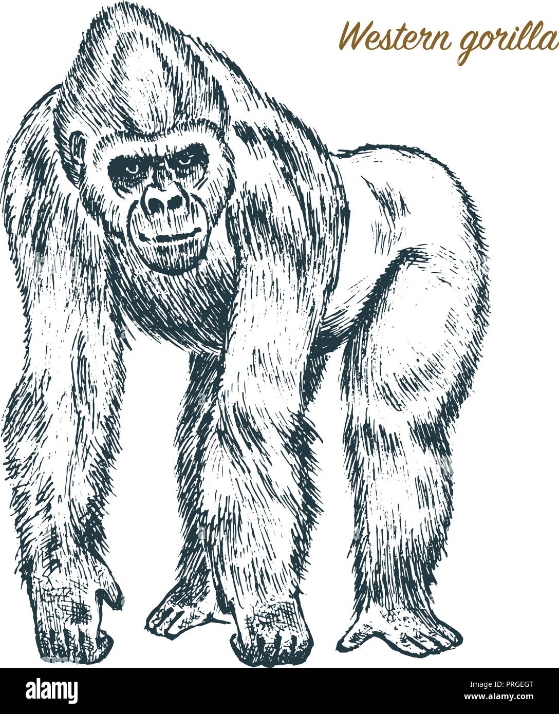 Gorilla Gezeichnet Gorilla Gezeichnet