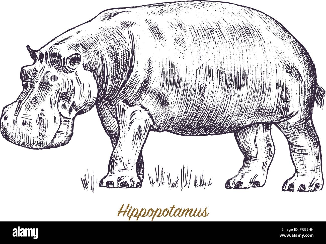 Afrikanisches Nilpferd Wild Animal auf weißem Hintergrund. Gravur von ...