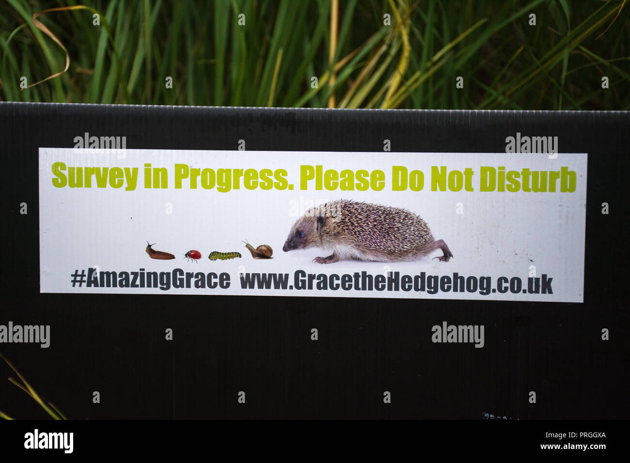 Hedgehog Umfrage footprint Tunnel für die Überwachung der Vermessung für die Präsenz der Kämpfenden insectivorous Säugetier Stockfoto