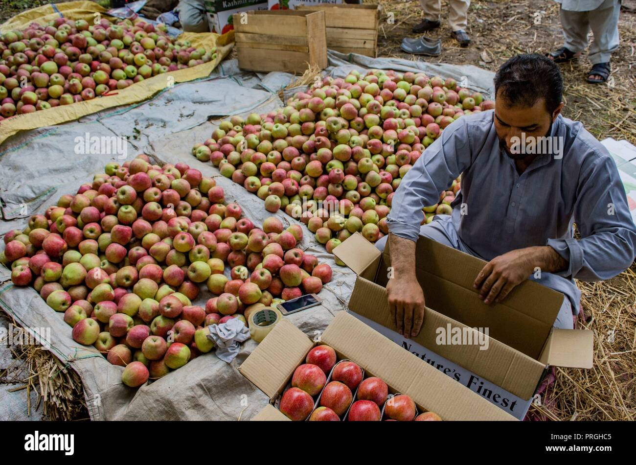 September 30, 2018-, Jammu und Kaschmir, Indien - Kaschmir Landwirte pack frische Äpfel in einem organischen Orchard während der erntesaison am 1. Oktober 2018 in Zentralen, südlich von Srinagar, die Hauptstadt des Indischen verwalteten Kaschmir, Indien. Apfelernte ist auf ihrem Höhepunkt, aber die Bauern sagen, dass die Preise in diesem Jahr in wichtigen Märkten über Indien gestürzt haben. Zu ihrem Nachteil zu addieren sind die steigende Frachtraten durch die Trucker, die Sie mit der Fähre auf die indischen Märkte. (Bild: © jawar Nazir/ZUMA Draht) Stockfoto