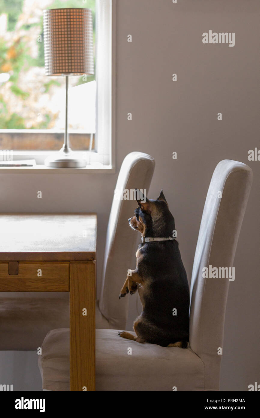 Kleine süße Chihuahua saß wie ein Mensch auf der Küche Stuhl aus Fenster suchen Stockfoto
