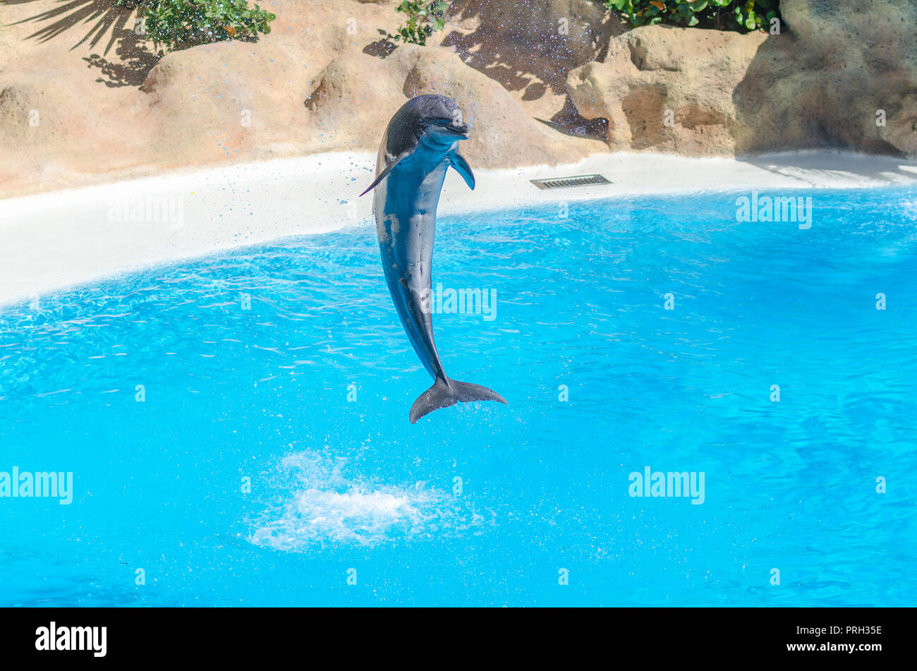 Ein Delphin ist das Springen über das blaue Wasser Stockfoto