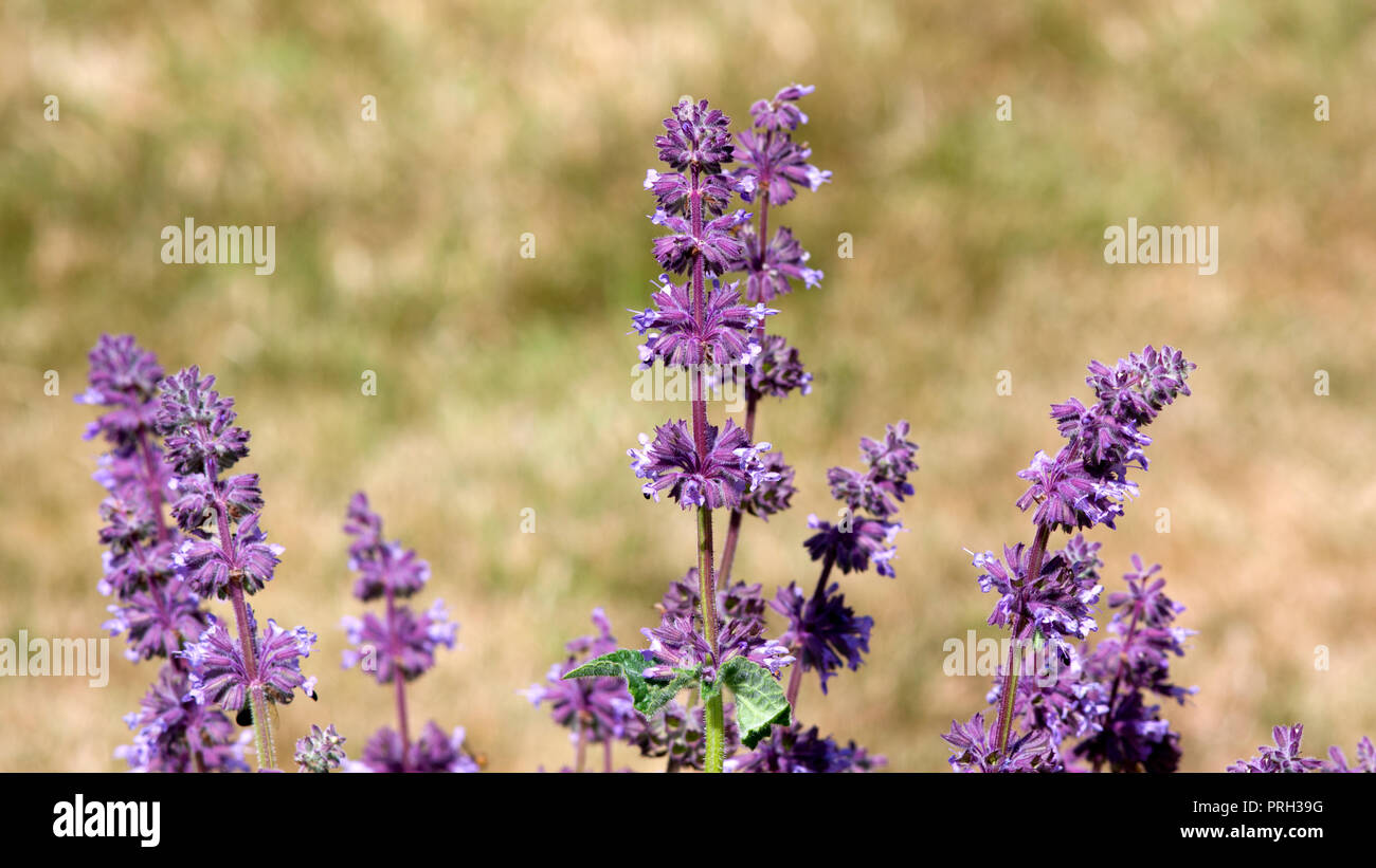 Salvia napifolia Stockfoto