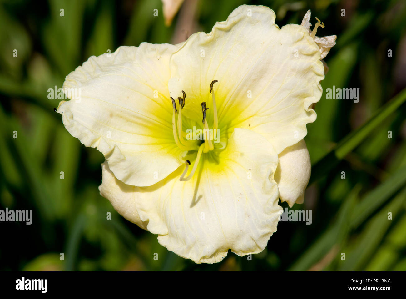 Hemerocallis 'Cool It' Stockfoto