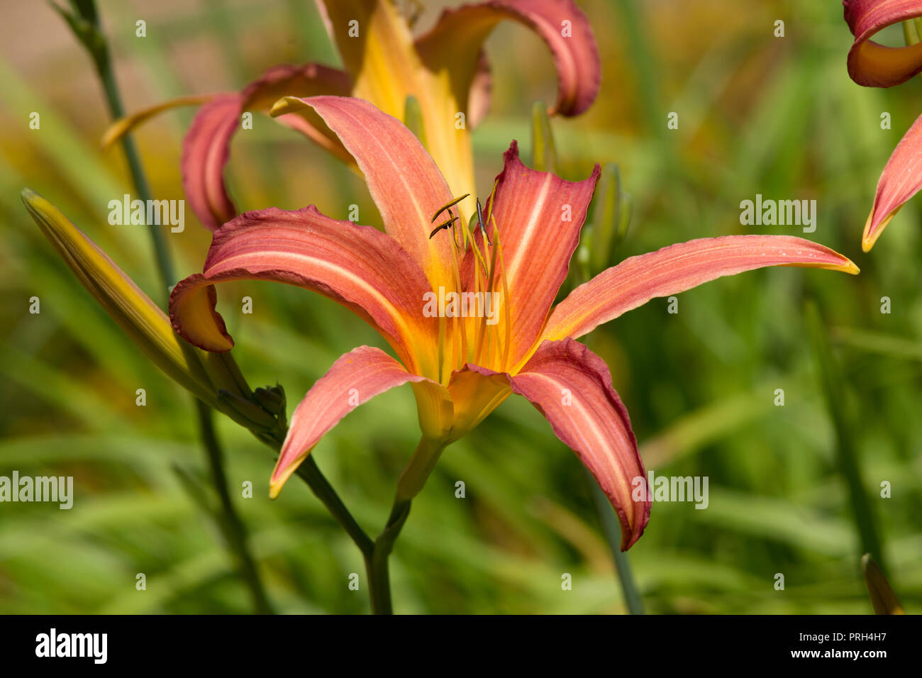 Hemerocallis 'Pink Charme' Stockfoto