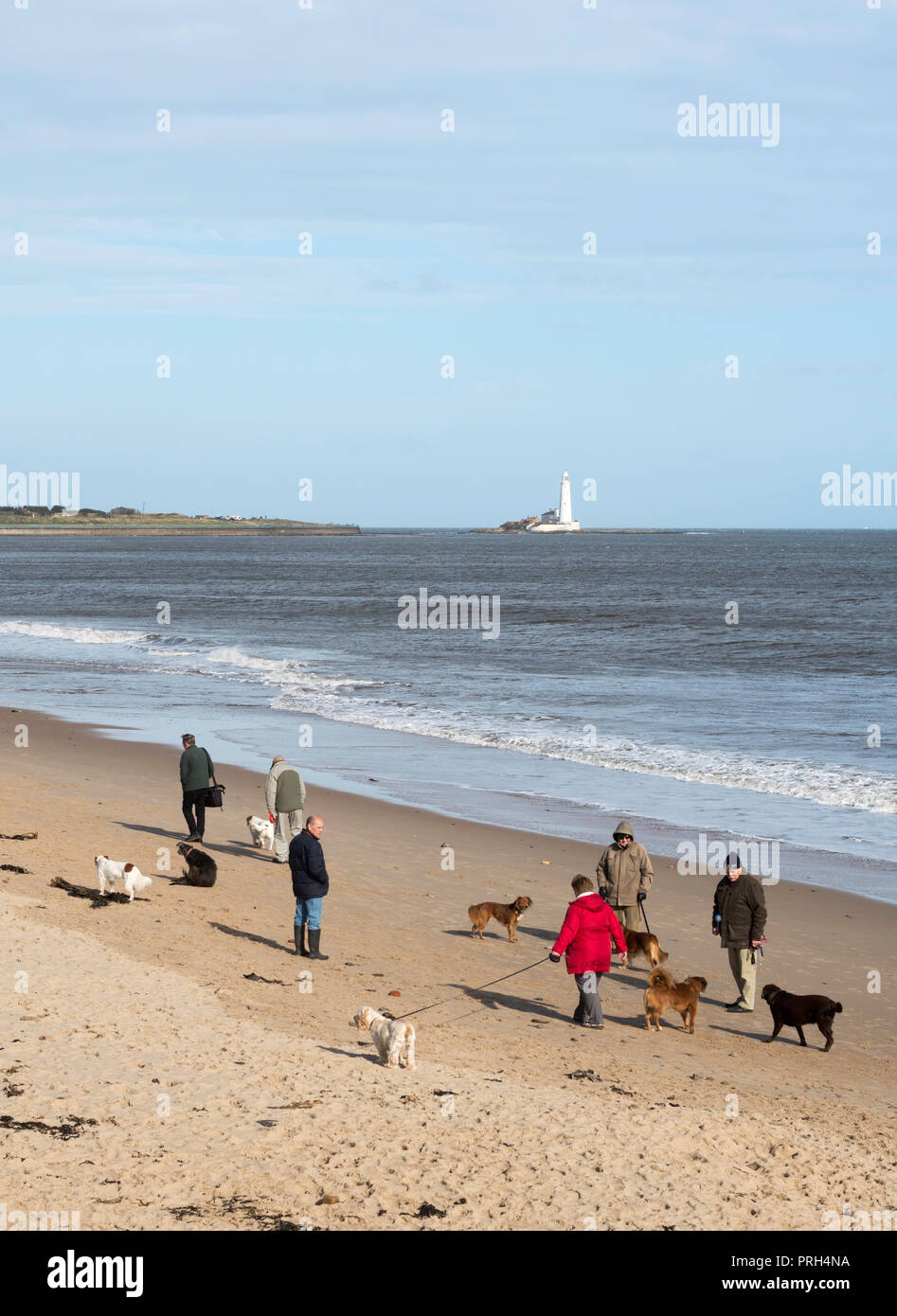 Gruppe von Menschen zu Fuß Hunde am Strand in Whitley Bay, North Tyneside, England, Großbritannien Stockfoto