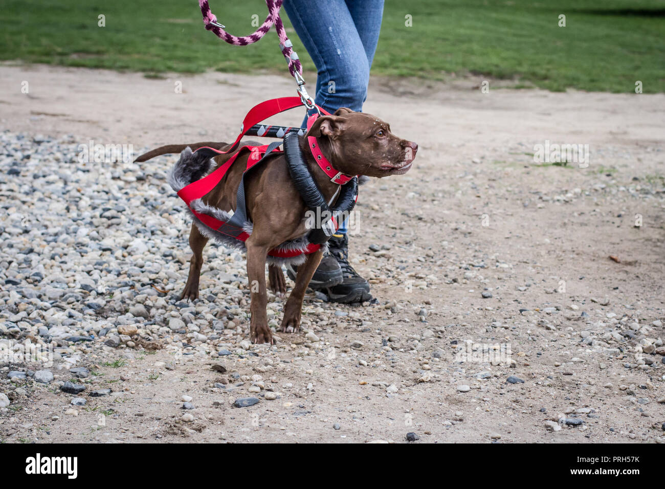 Red American Pit Bull Terrier Hund in einem Gewicht ziehen Kabelbaum auf einer Hundeausstellung Stockfoto