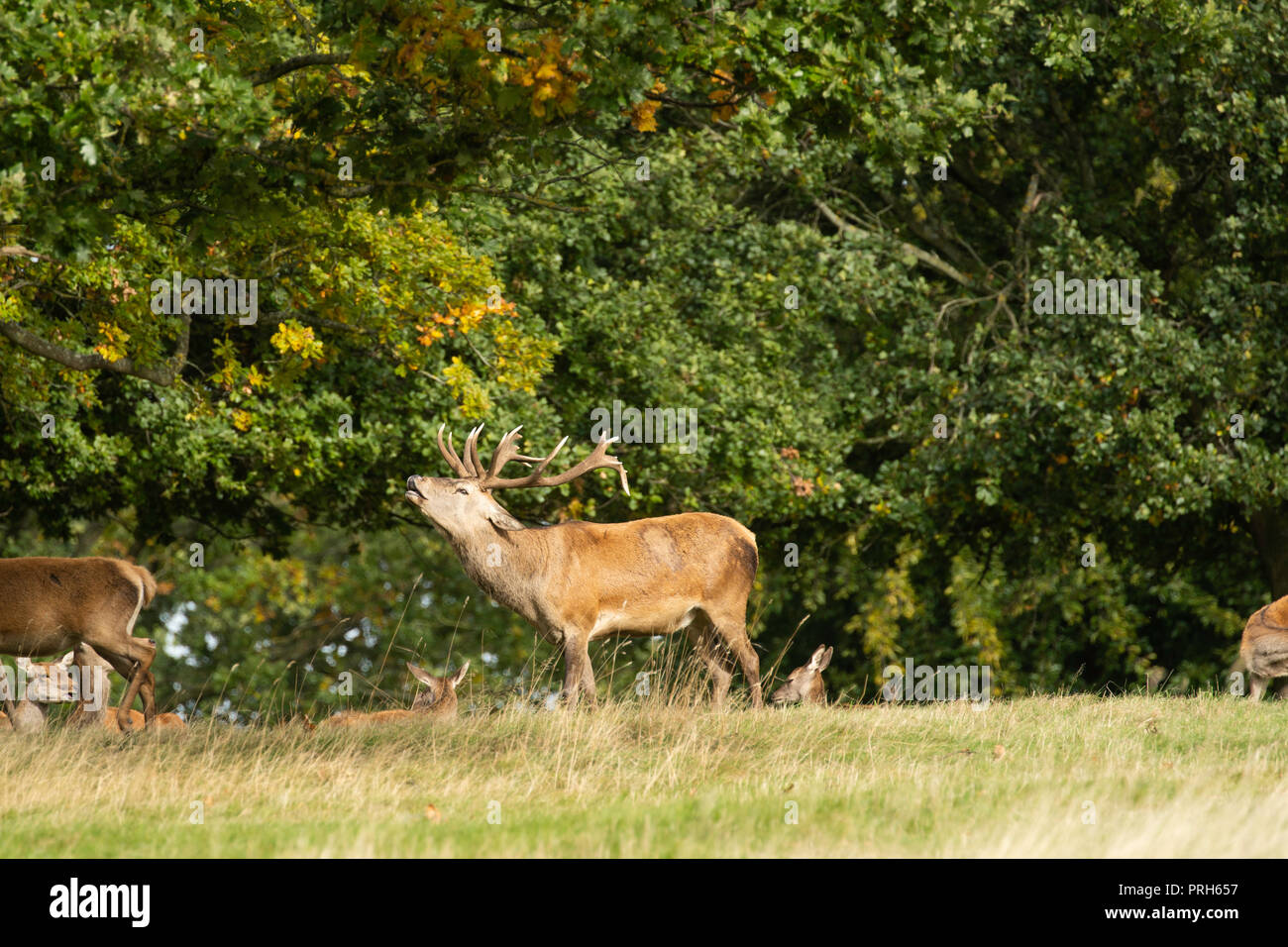 Reifer Rothirsch im Studley Royal Deer Park, Ripon, North Yorkshire, England, Großbritannien. Stockfoto