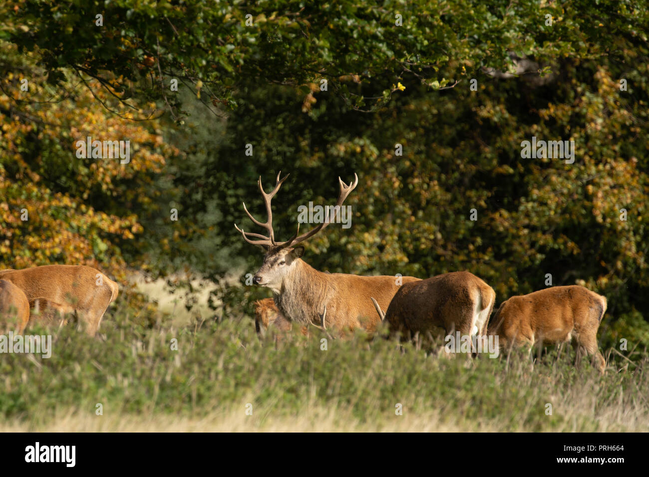 Rothirsch-Hirsch mit großem Geweih im Studley Royal Deer Park, Ripon, North Yorkshire, England, UK. Stockfoto