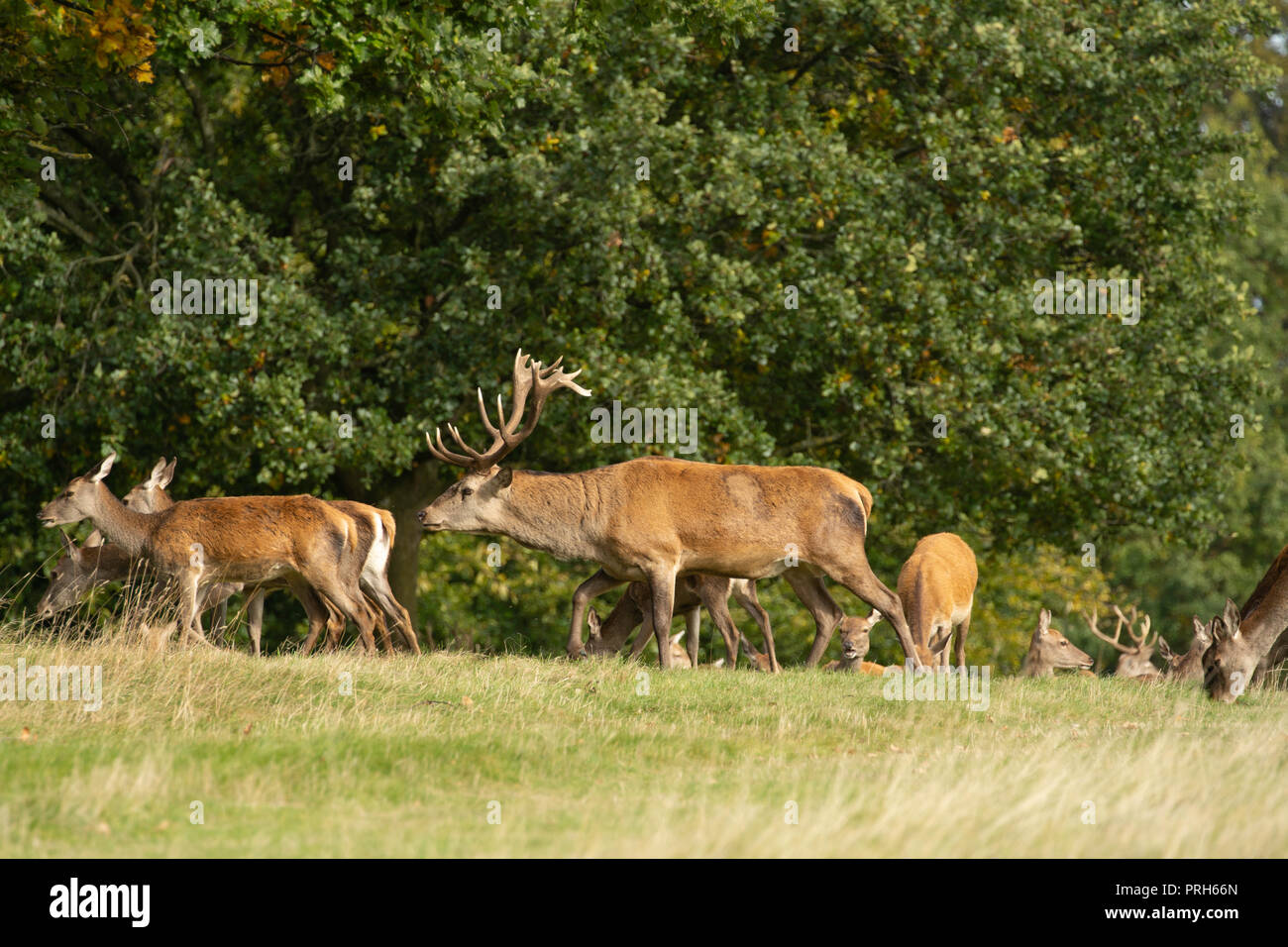Red Stag Deer Chasing Hinds, Studley Royal Deer Park, Ripon, North Yorkshire, Großbritannien. Stockfoto