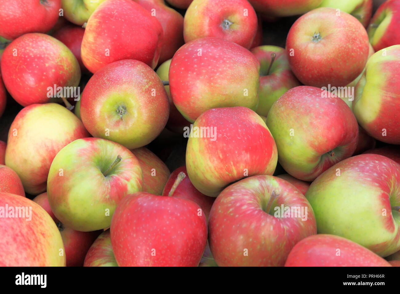 Apple' Honeycrisp', Äpfel, Malus Domestica, Hofladen, Anzeige "Obst, essbare Stockfoto