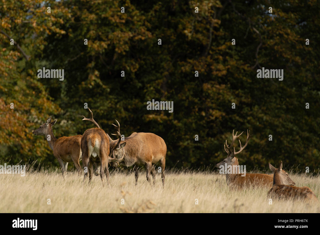 Zwei Rothirsch-Hirsche kämpfen im Studley Royal Deer Park, Ripon, North Yorkshire, Großbritannien. Stockfoto