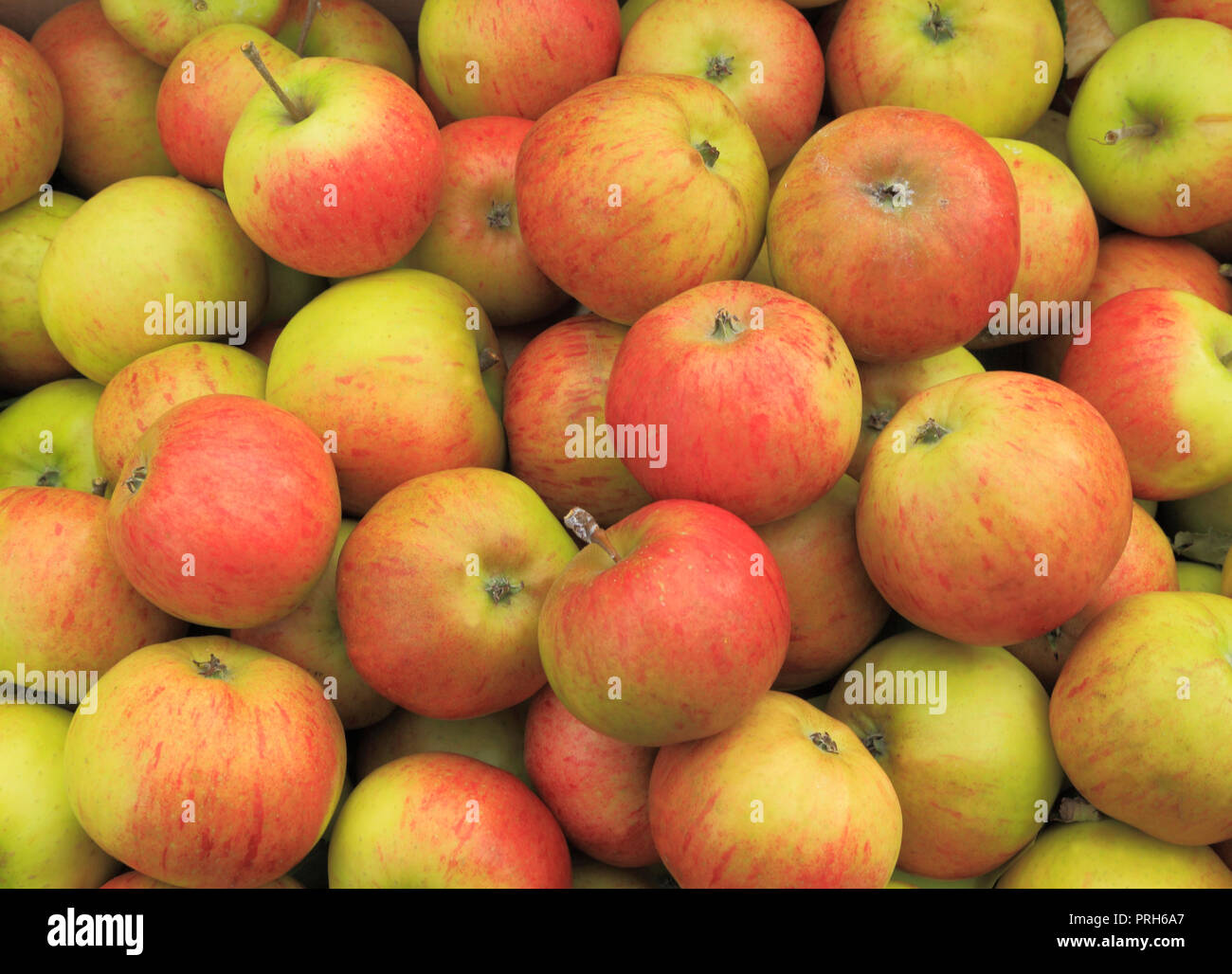 Apple, Äpfel, "Lynns Pippin', Malus Domestica, Hofladen, Display, Essbar, Obst Stockfoto