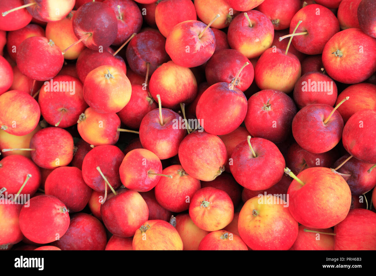 Crab Apple, Äpfel, Hofladen, Anzeige Stockfoto