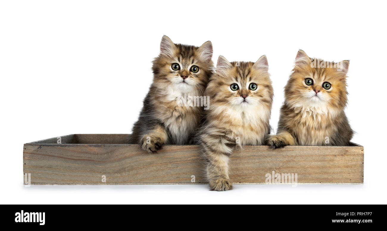 Drei flauschigen golden Britisch Langhaar Katze Kätzchen sitzen in einem langen hölzernen Fach, am Objektiv mit großen grünen Augen auf weißem Hintergrund suchen Stockfoto