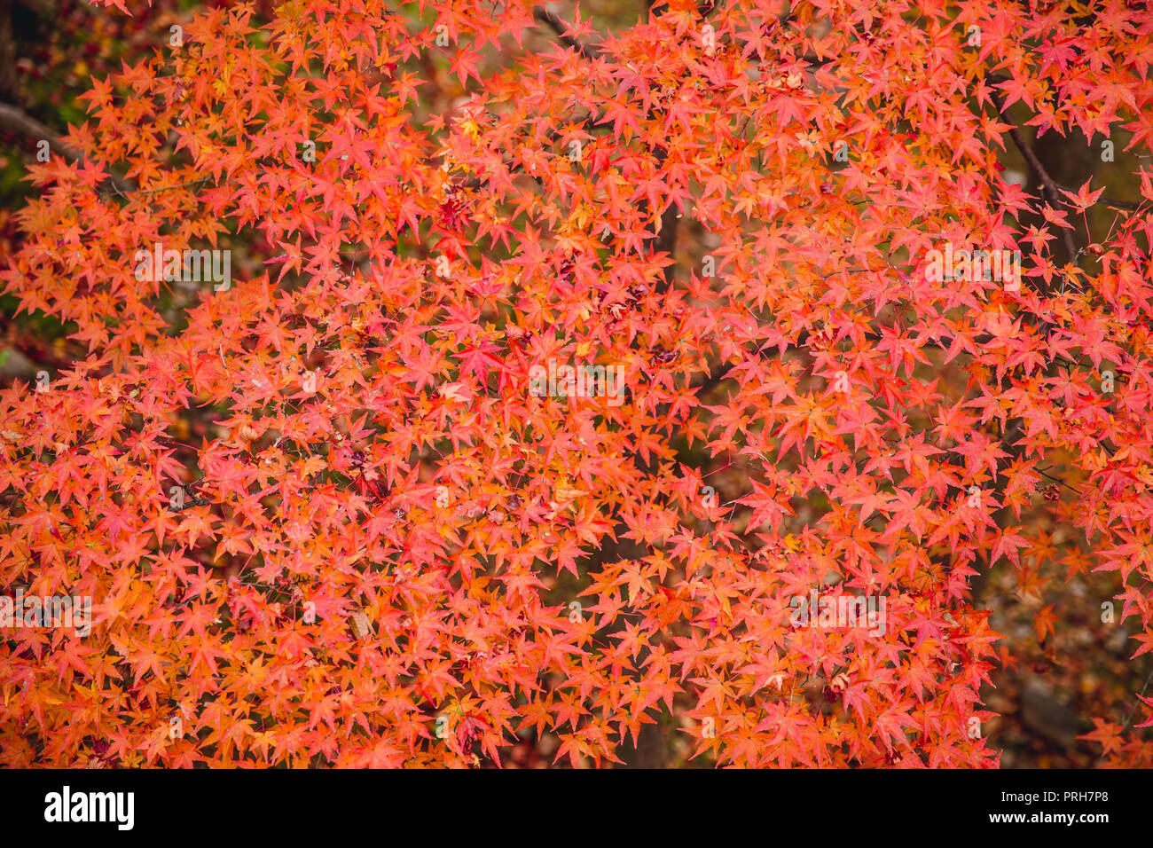 Japan herbst Red maple Hintergrund Stockfoto