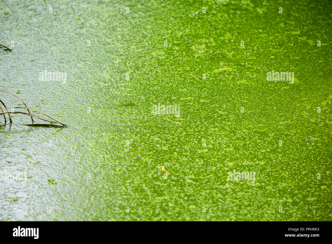 Grünen Sumpf Algen noch Wasser See mit Gas bubble Stockfoto