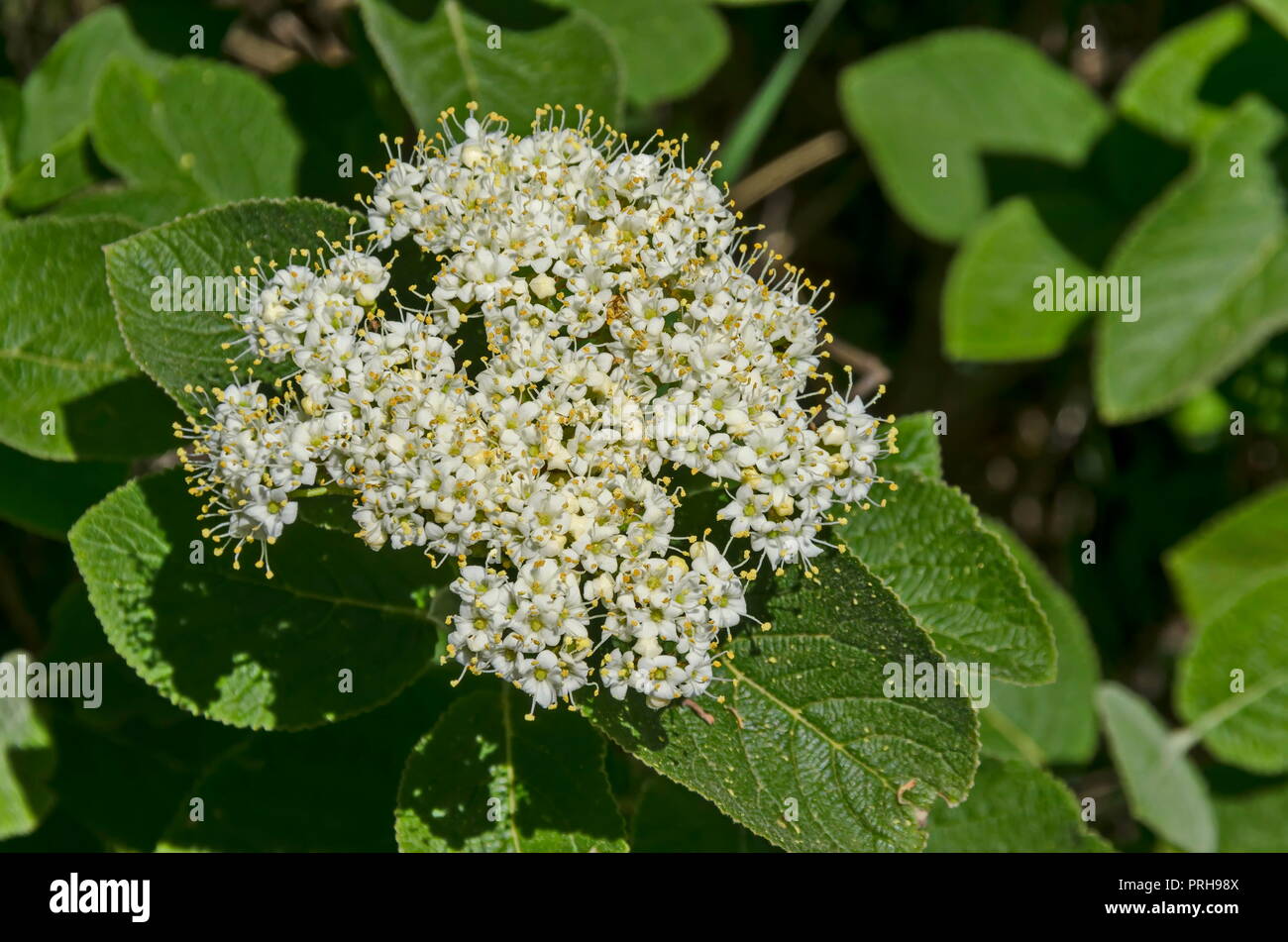 Holunder Blume Oder Sambucus Nigra Bluht Auf Grunem Hintergrund