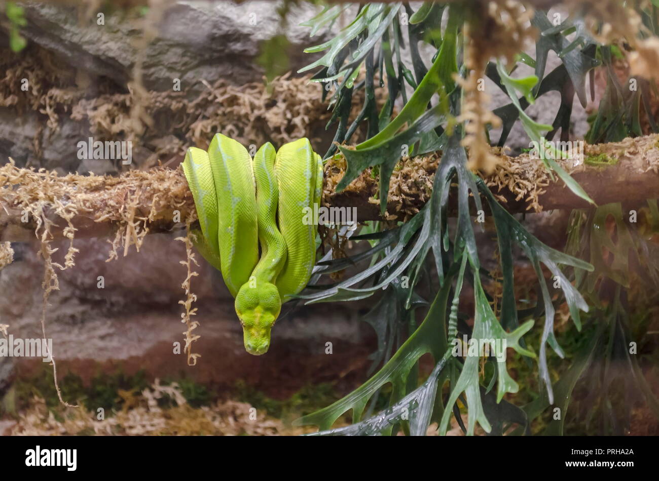 Nahaufnahme eines grüne Schlange oder Atheris chlorechis aufgewickelt auf einem Baum, Sofia, Bulgarien Stockfoto