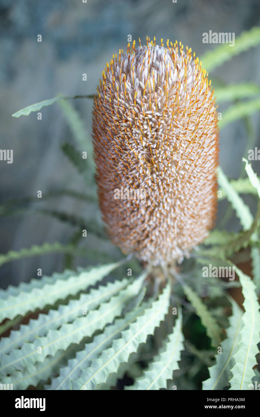 Nahaufnahme eines Banksia kegel Blüte und Blätter mit einem Stacheligen Textur Stockfoto