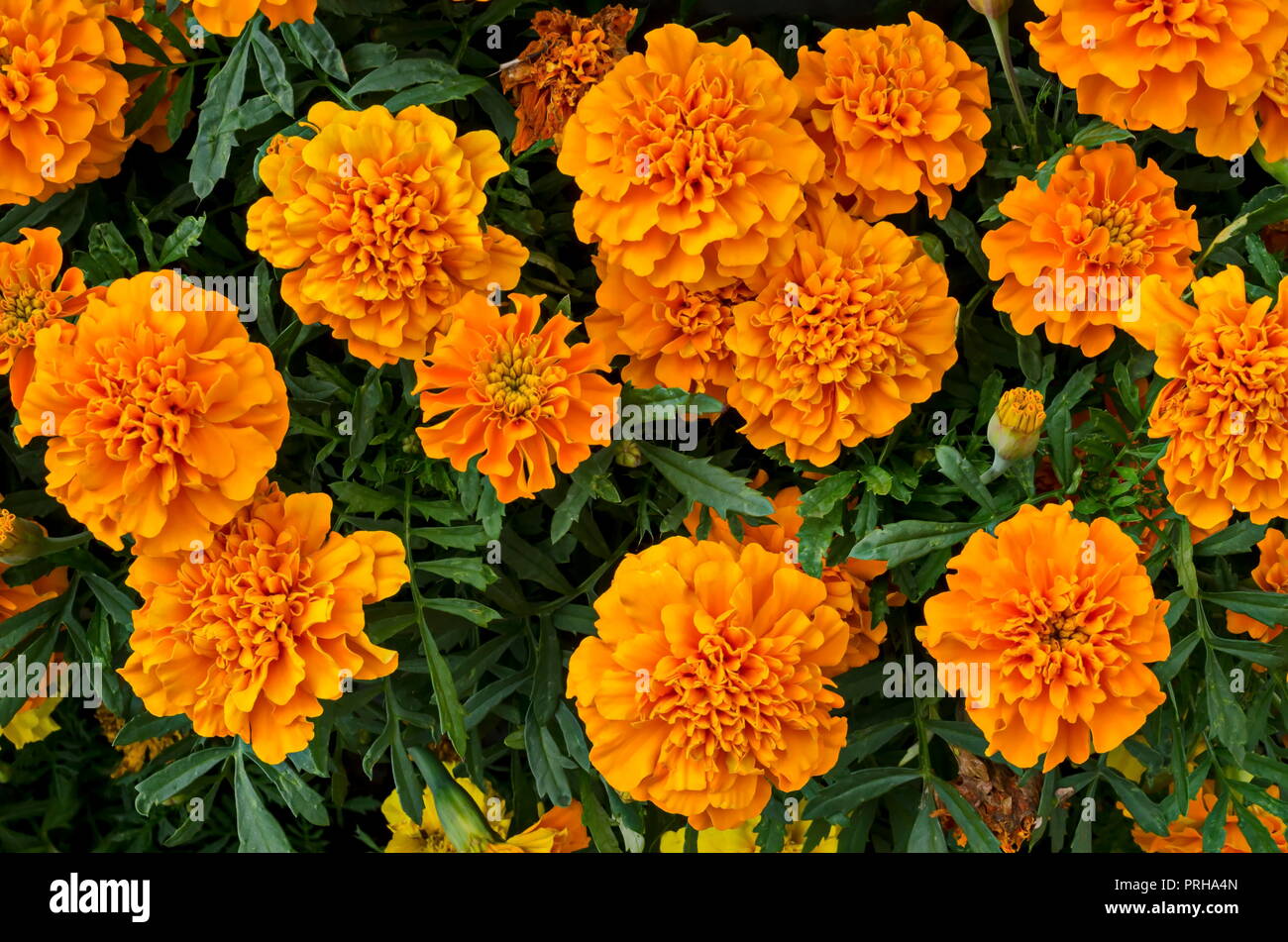 Orange und rote Blume Staats Tagetes Tagetes mit grünem Hintergrund in der natürlichen Old West Park, Sofia, Bulgarien Stockfoto