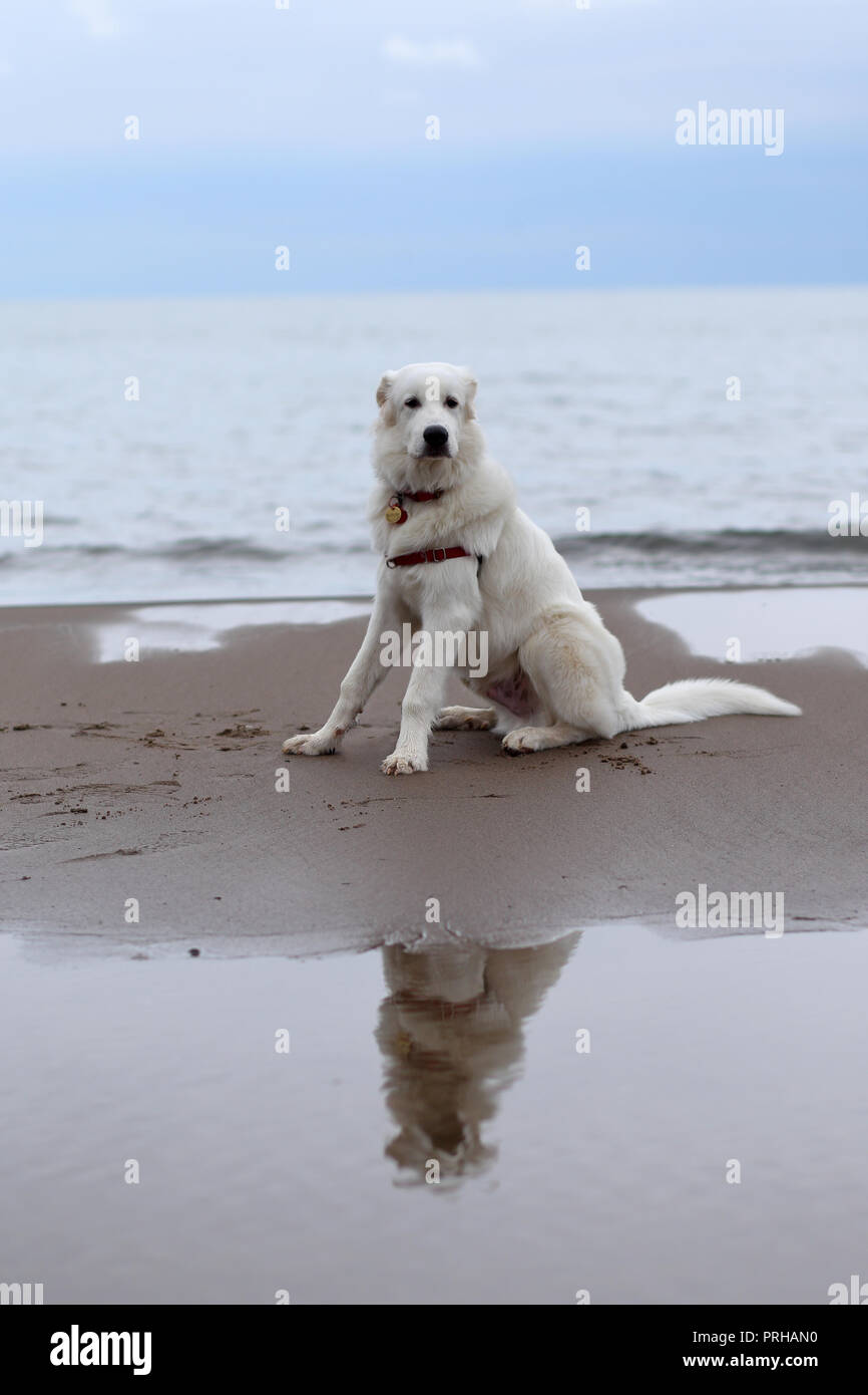 Ruhiger Welpe Stockfotos Ruhiger Welpe Bilder Alamy