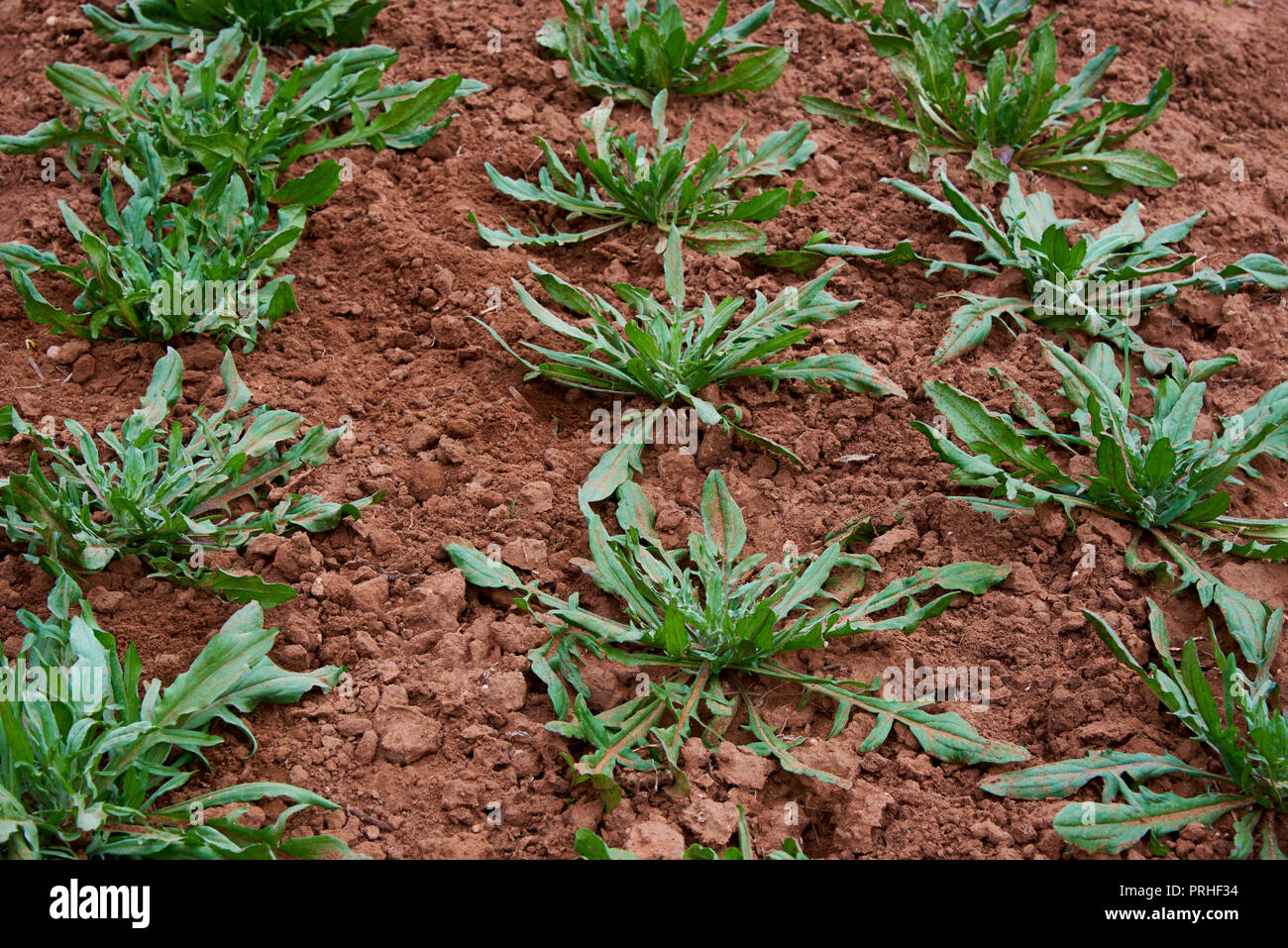 Centaurea cyanus Pflanzen wachsen im Blumengarten, Australien Stockfoto
