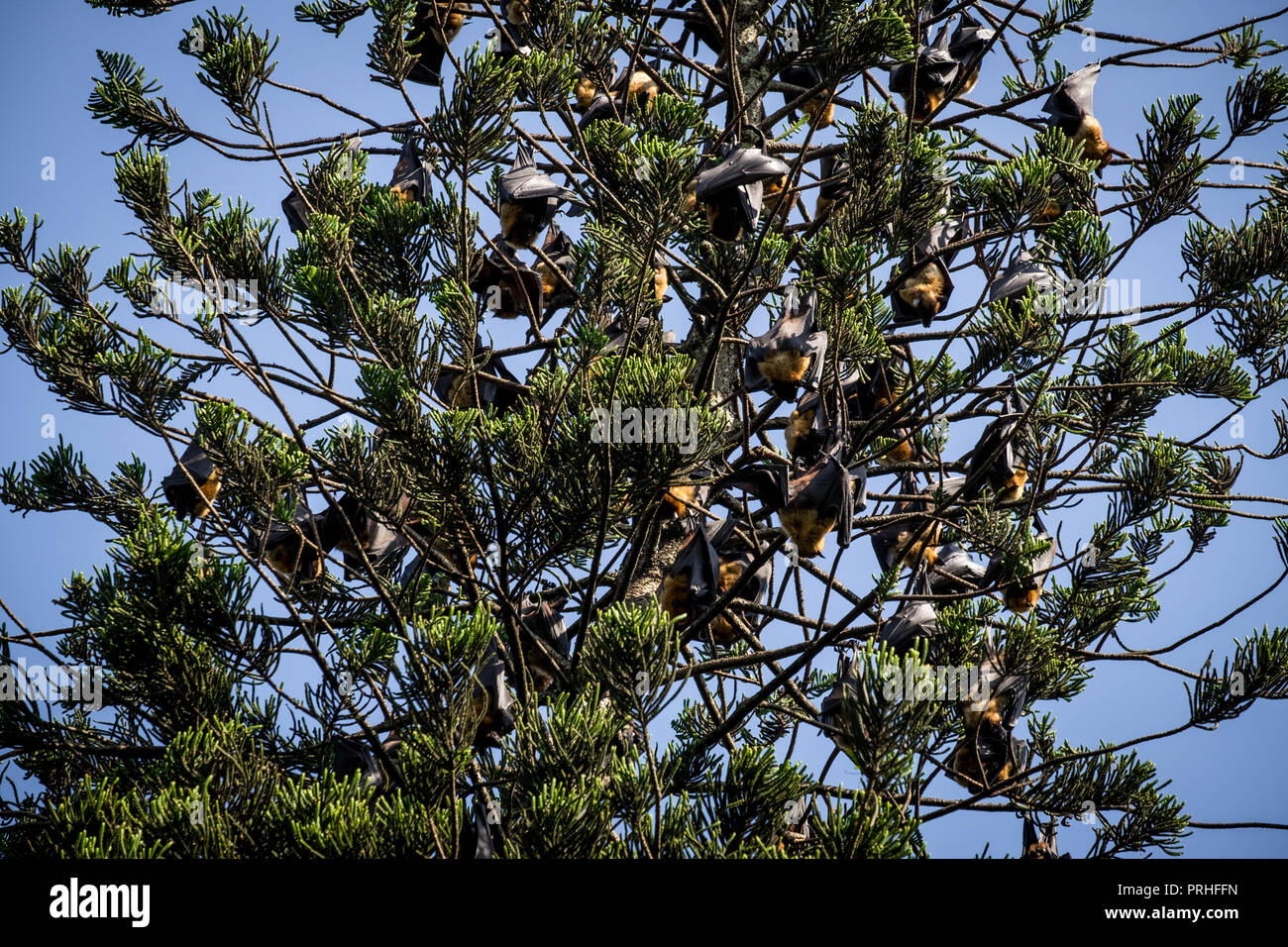 Viele Flughunde Übergabe in einem Baum, im Botanischen Garten von Kandy, Sri Lanka Stockfoto