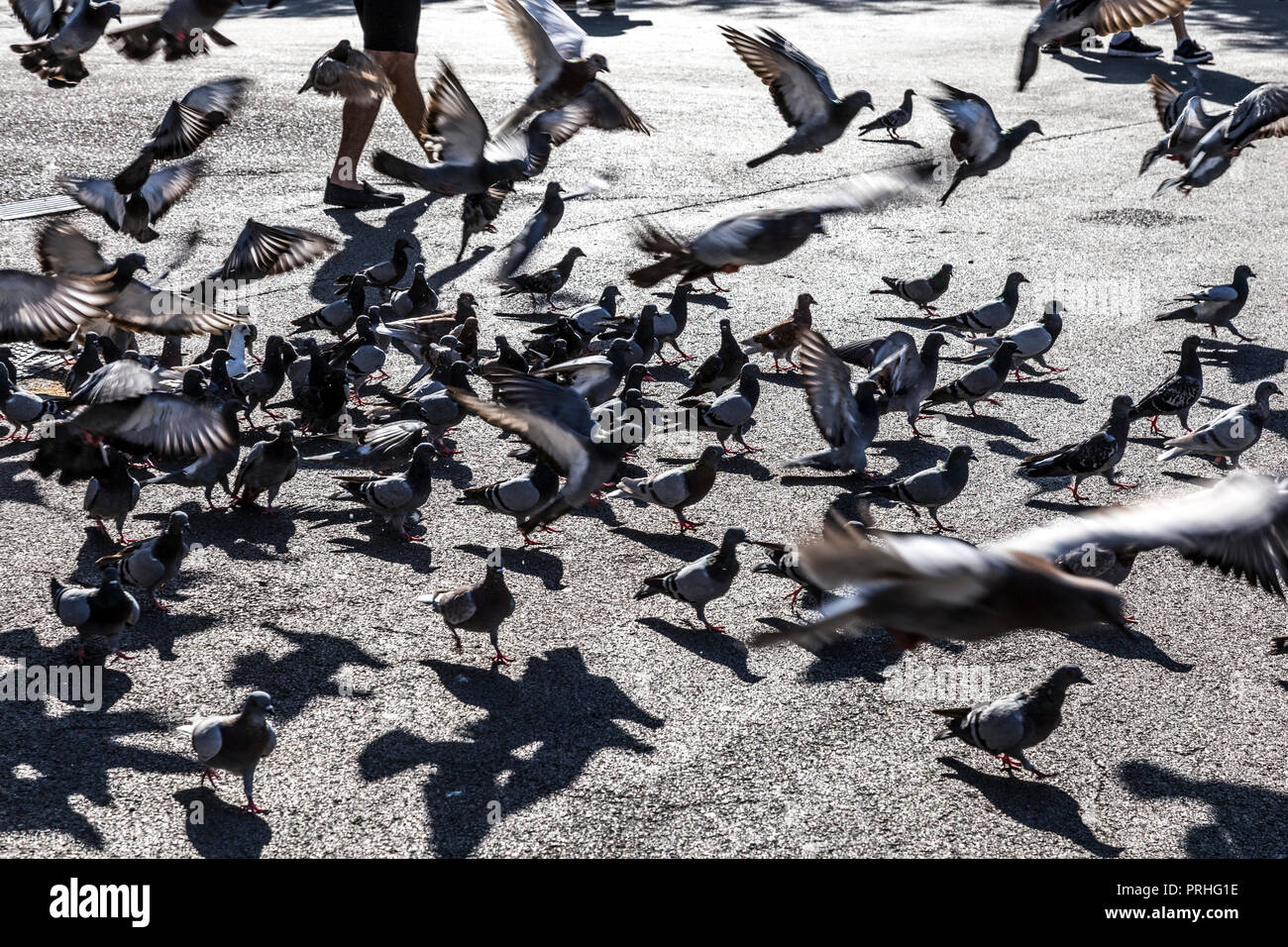 Herde der Tauben an der Placa de Catalunya, Barcelona, Spanien Stockfoto