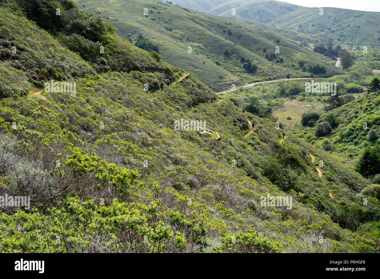 Wandern Heather Cutoff, der Bay Area Ridge Trail Stockfoto