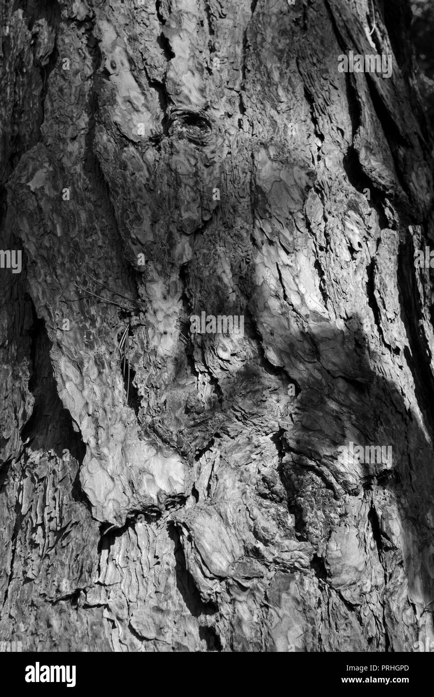 Close-up, schwarz-weiß Bild von der Barke auf einem großen, alten Baum in Stockton-on-Tees, Großbritannien. Stockfoto