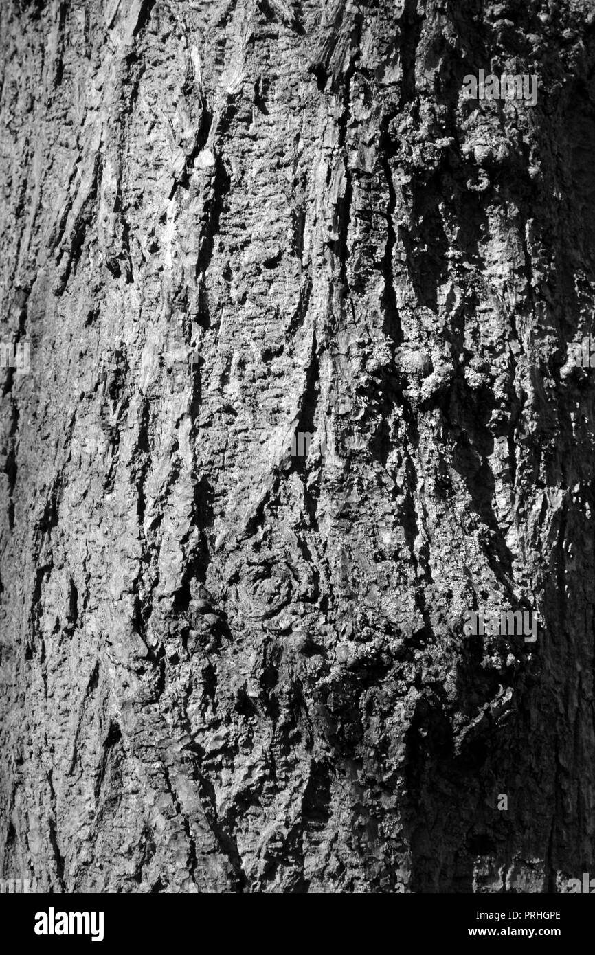 Close-up, schwarz-weiß Bild von der Barke auf einem großen, alten Baum in Stockton-on-Tees, Großbritannien. Stockfoto