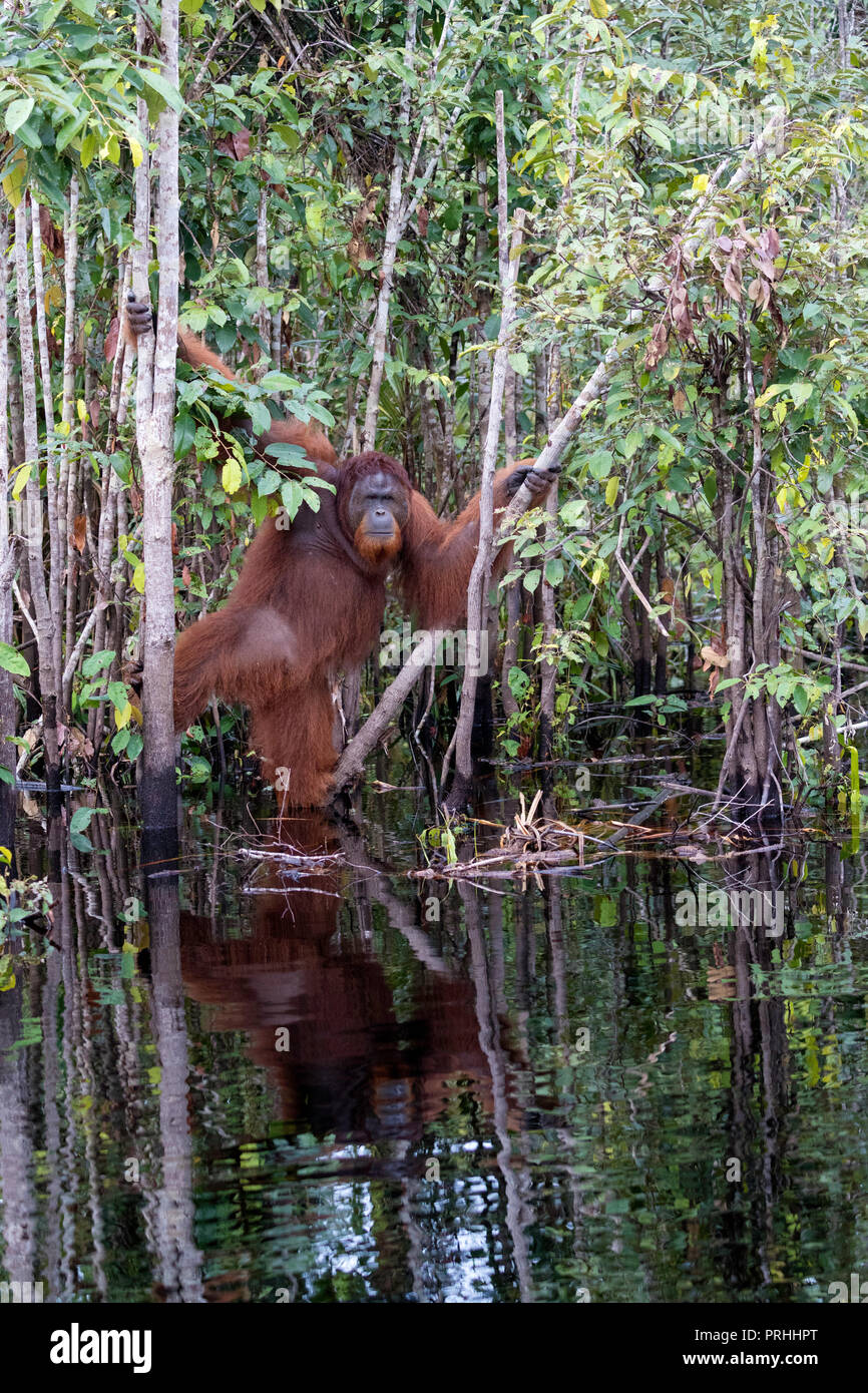 Wilder Mann bornesischen Orang-utan (Pongo pygmaeus), im Dschungel entlang der Sekonyer River, Borneo, Indonesien Stockfoto